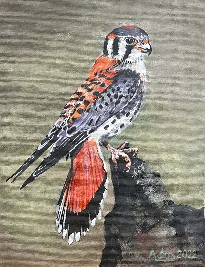 Sparrow Hawk painting